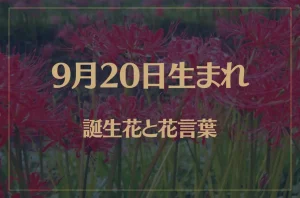 9月20日の誕生花と花言葉がコレ！性格や恋愛・仕事などの誕生日占いもご紹介！