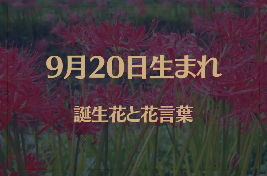 9月20日の誕生花と花言葉がコレ！性格や恋愛・仕事などの誕生日占いもご紹介！