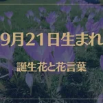 9月21日の誕生花と花言葉がコレ！性格や恋愛・仕事などの誕生日占いもご紹介！