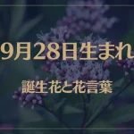 9月28日の誕生花と花言葉がコレ！性格や恋愛・仕事などの誕生日占いもご紹介！