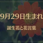 9月29日の誕生花と花言葉がコレ！性格や恋愛・仕事などの誕生日占いもご紹介！