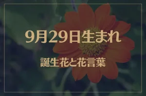 9月29日の誕生花と花言葉がコレ!性格や恋愛・仕事などの誕生日占いもご紹介!