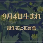 9月4日の誕生花と花言葉がコレ！性格や恋愛・仕事などの誕生日占いもご紹介！