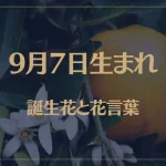 9月7日の誕生花と花言葉がコレ！性格や恋愛・仕事などの誕生日占いもご紹介！
