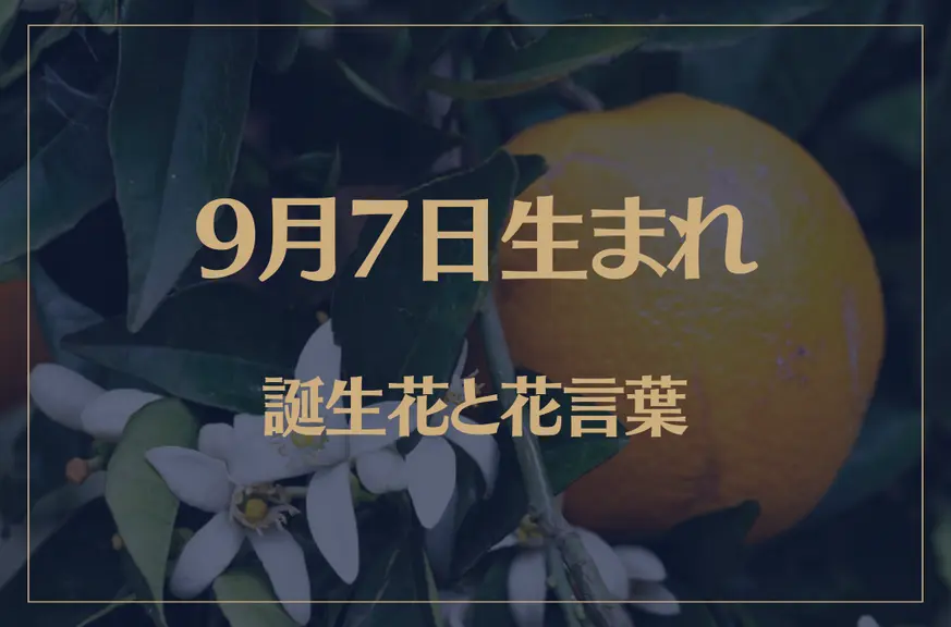 9月7日の誕生花と花言葉がコレ！性格や恋愛・仕事などの誕生日占いもご紹介！