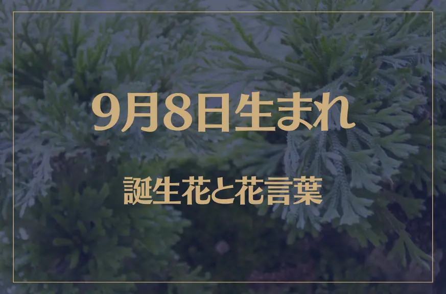 9月8日の誕生花と花言葉がコレ！性格や恋愛・仕事などの誕生日占いもご紹介！