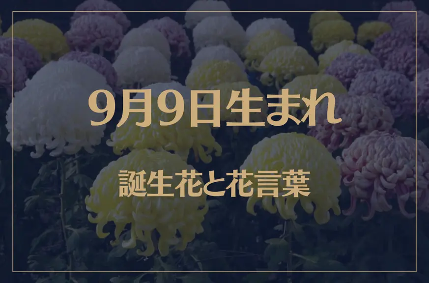 9月9日の誕生花と花言葉がコレ！性格や恋愛・仕事などの誕生日占いもご紹介！