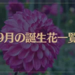 【9月の誕生花一覧】9月の誕生花・花言葉をご紹介！