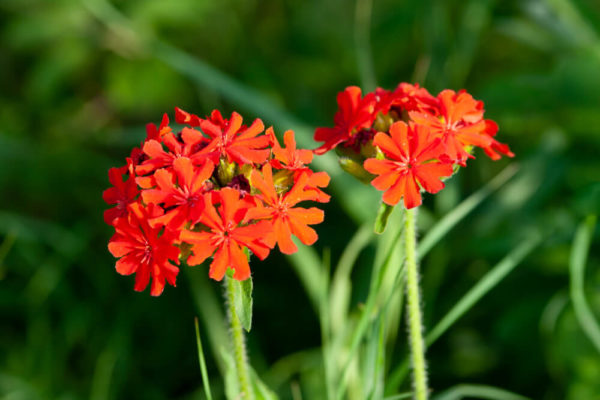 センノウ(仙翁)