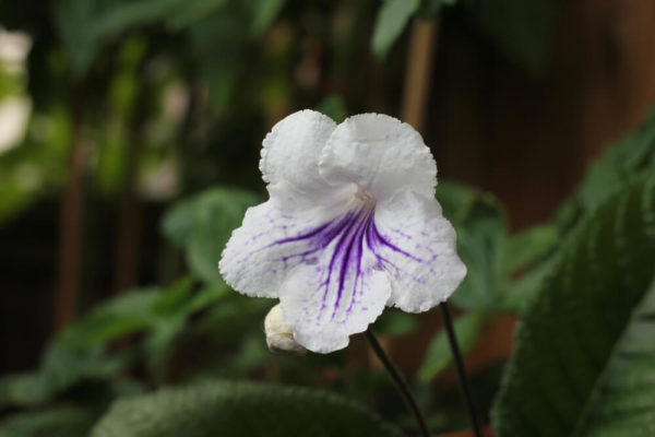 ストレプトカーパス