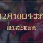 12月10日の誕生花と花言葉がコレ！性格や恋愛・仕事などの誕生日占いもご紹介！