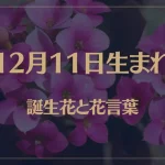 12月11日の誕生花と花言葉がコレ！性格や恋愛・仕事などの誕生日占いもご紹介！
