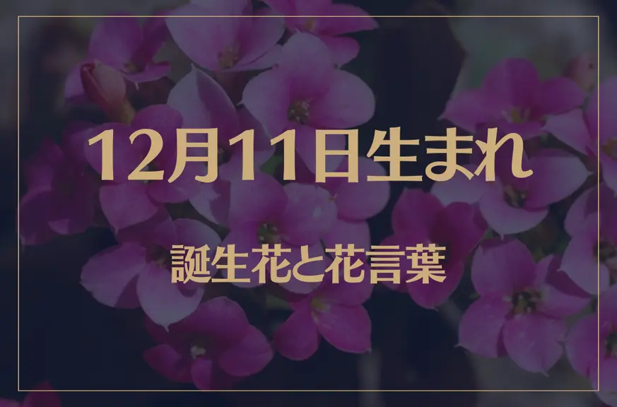 12月11日の誕生花と花言葉がコレ！性格や恋愛・仕事などの誕生日占いもご紹介！