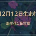 12月12日の誕生花と花言葉がコレ！性格や恋愛・仕事などの誕生日占いもご紹介！