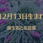12月13日の誕生花と花言葉がコレ！性格や恋愛・仕事などの誕生日占いもご紹介！