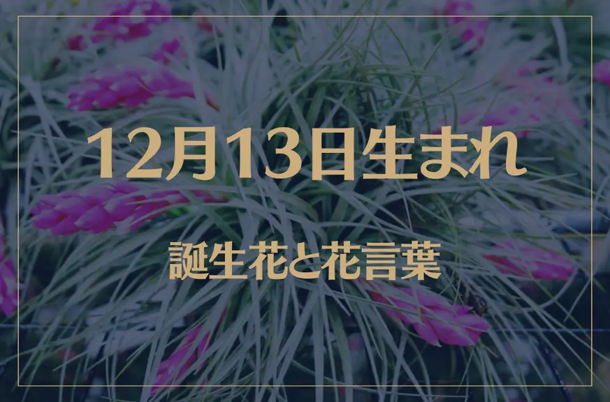 12月13日の誕生花と花言葉がコレ！性格や恋愛・仕事などの誕生日占いもご紹介！