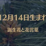 12月14日の誕生花と花言葉がコレ！性格や恋愛・仕事などの誕生日占いもご紹介！