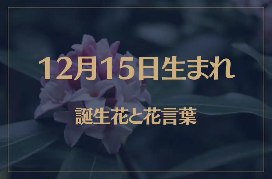 12月15日の誕生花と花言葉がコレ！性格や恋愛・仕事などの誕生日占いもご紹介！