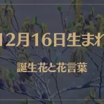 12月16日の誕生花と花言葉がコレ！性格や恋愛・仕事などの誕生日占いもご紹介！