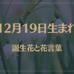 12月19日の誕生花と花言葉がコレ！性格や恋愛・仕事などの誕生日占いもご紹介！