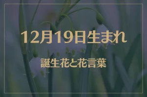 12月19日の誕生花と花言葉がコレ!性格や恋愛・仕事などの誕生日占いもご紹介!