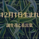 12月1日の誕生花と花言葉がコレ！性格や恋愛・仕事などの誕生日占いもご紹介！