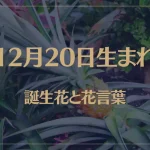 12月20日の誕生花と花言葉がコレ！性格や恋愛・仕事などの誕生日占いもご紹介！