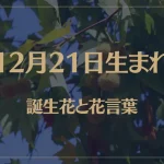 12月21日の誕生花と花言葉がコレ！性格や恋愛・仕事などの誕生日占いもご紹介！