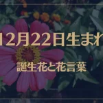 12月22日の誕生花と花言葉がコレ！性格や恋愛・仕事などの誕生日占いもご紹介！