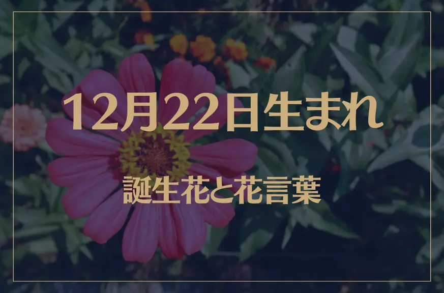 12月22日の誕生花と花言葉がコレ！性格や恋愛・仕事などの誕生日占いもご紹介！