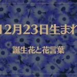 12月23日の誕生花と花言葉がコレ！性格や恋愛・仕事などの誕生日占いもご紹介！