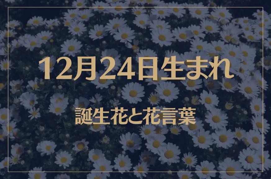 12月24日の誕生花と花言葉がコレ！性格や恋愛・仕事などの誕生日占いもご紹介！