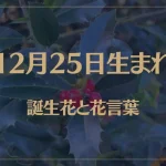 12月25日の誕生花と花言葉がコレ！性格や恋愛・仕事などの誕生日占いもご紹介！