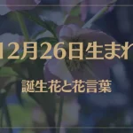 12月26日の誕生花と花言葉がコレ！性格や恋愛・仕事などの誕生日占いもご紹介！