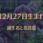 12月27日の誕生花と花言葉がコレ！性格や恋愛・仕事などの誕生日占いもご紹介！