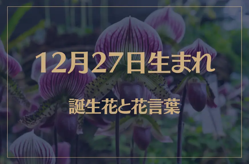 12月27日の誕生花と花言葉がコレ！性格や恋愛・仕事などの誕生日占いもご紹介！