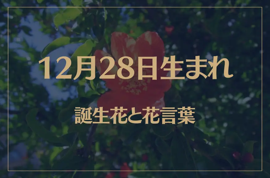 12月28日の誕生花と花言葉がコレ！性格や恋愛・仕事などの誕生日占いもご紹介！