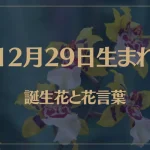 12月29日の誕生花と花言葉がコレ！性格や恋愛・仕事などの誕生日占いもご紹介！