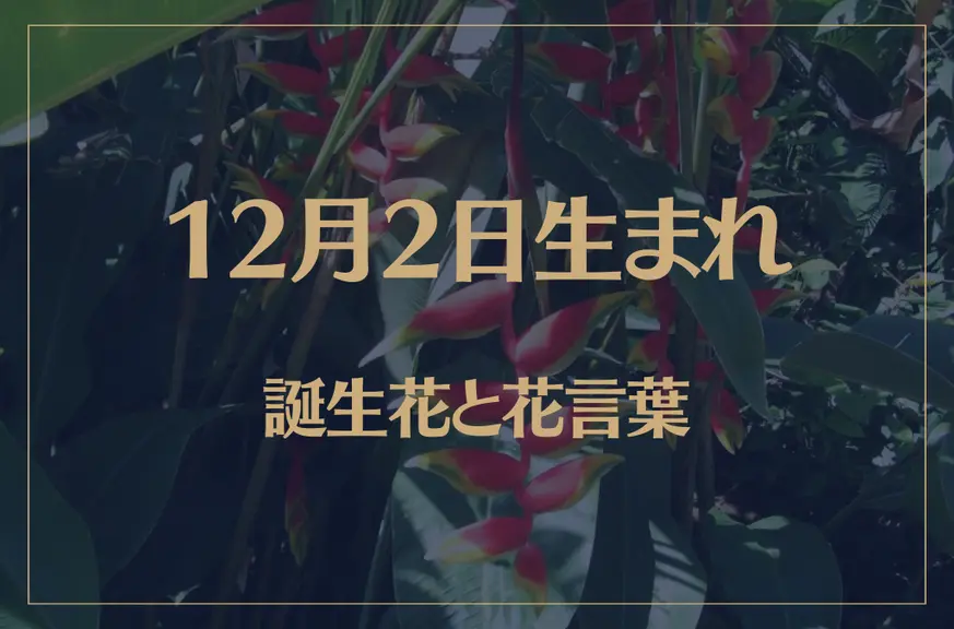 12月2日の誕生花と花言葉がコレ！性格や恋愛・仕事などの誕生日占いもご紹介！