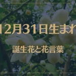 12月31日の誕生花と花言葉がコレ！性格や恋愛・仕事などの誕生日占いもご紹介！