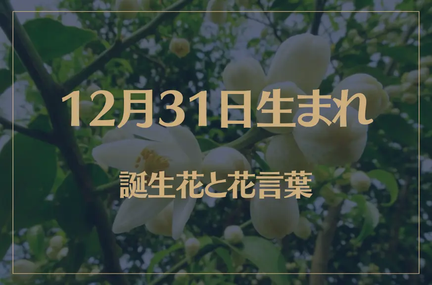 12月31日の誕生花と花言葉がコレ！性格や恋愛・仕事などの誕生日占いもご紹介！