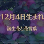 12月4日の誕生花と花言葉がコレ！性格や恋愛・仕事などの誕生日占いもご紹介！