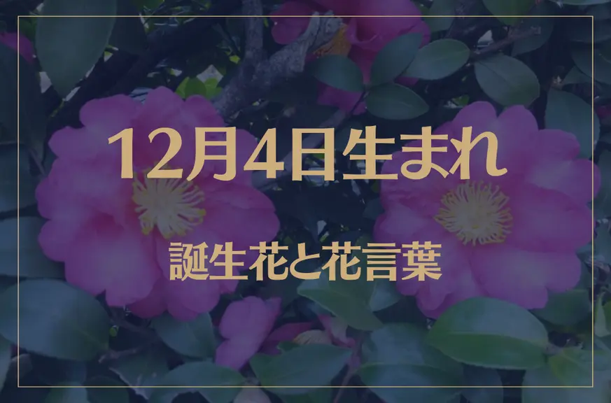 12月4日の誕生花と花言葉がコレ！性格や恋愛・仕事などの誕生日占いもご紹介！