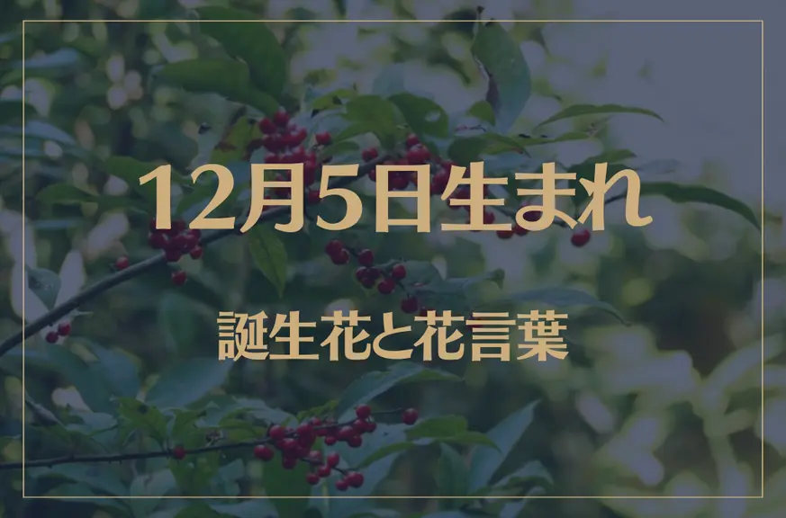 12月5日の誕生花と花言葉がコレ！性格や恋愛・仕事などの誕生日占いもご紹介！