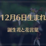 12月6日の誕生花と花言葉がコレ！性格や恋愛・仕事などの誕生日占いもご紹介！