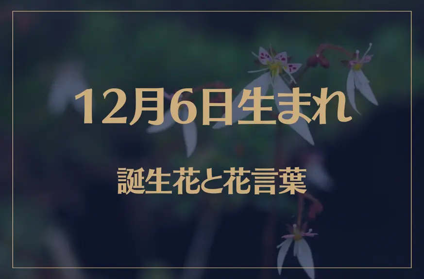 12月6日の誕生花と花言葉がコレ！性格や恋愛・仕事などの誕生日占いもご紹介！