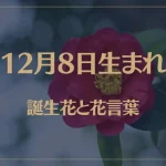 12月8日の誕生花と花言葉がコレ！性格や恋愛・仕事などの誕生日占いもご紹介！