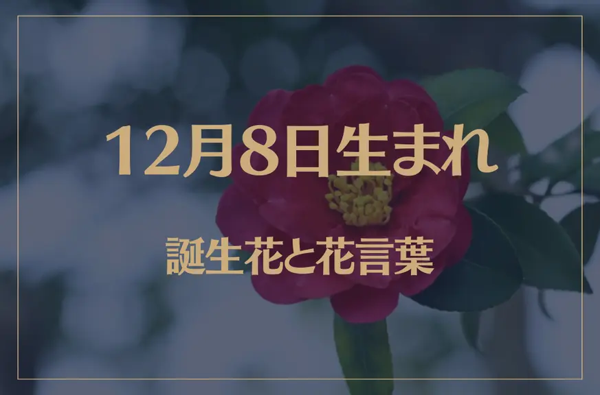 12月8日の誕生花と花言葉がコレ！性格や恋愛・仕事などの誕生日占いもご紹介！