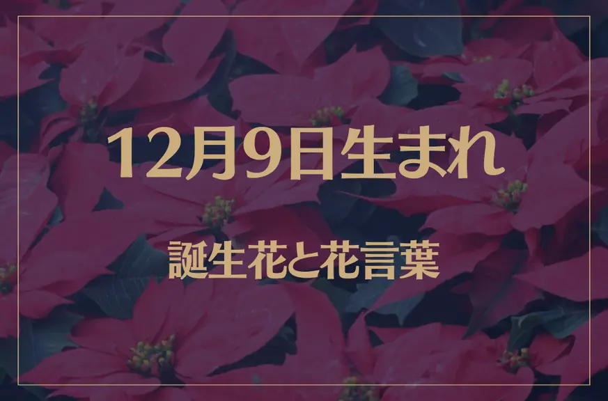 12月9日の誕生花と花言葉がコレ！性格や恋愛・仕事などの誕生日占いもご紹介！