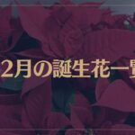 【12月の誕生花一覧】12月の誕生花・花言葉をご紹介！